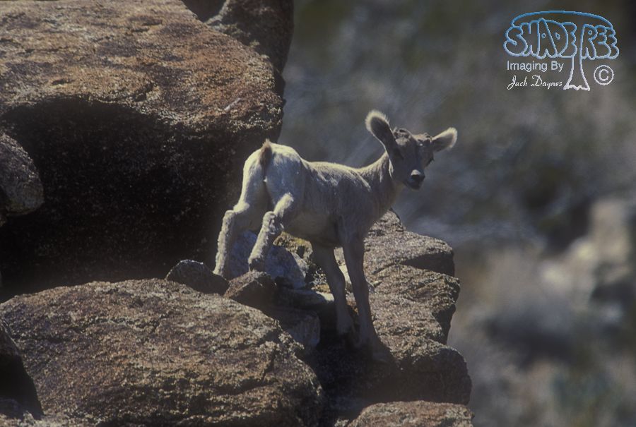 Big Horn Sheep - Ovis canadensis