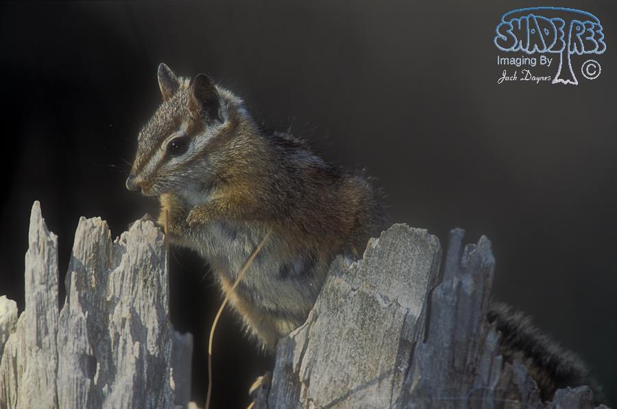 Merriam's Chipmunk - Neotamias merriami