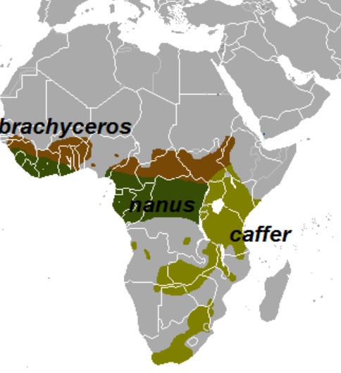 Range Map for African Cape Buffalo