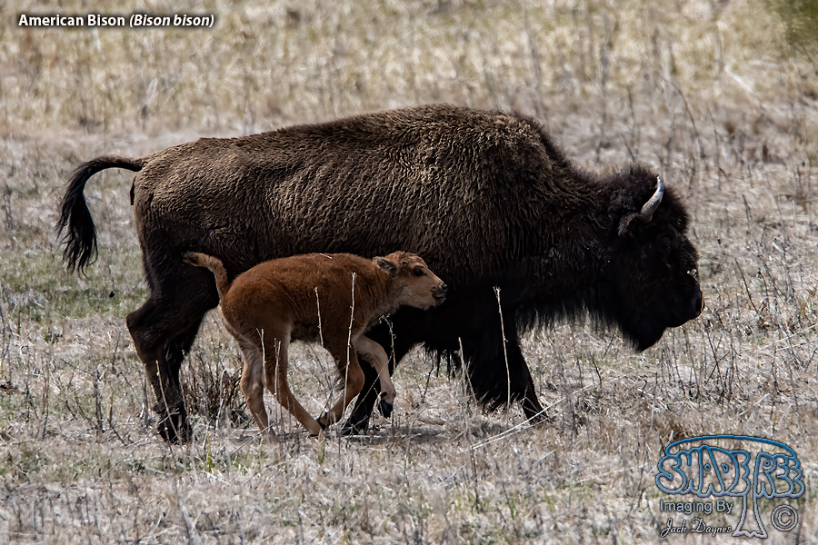 American Bison - Bison bison