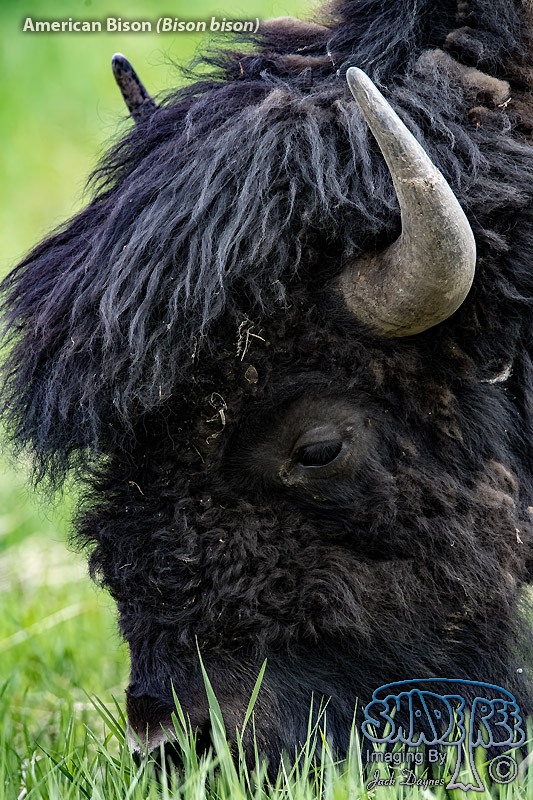 American Bison - Bison bison
