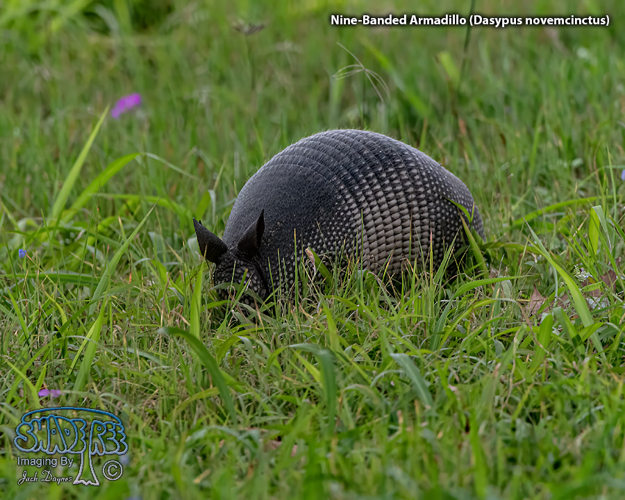 Nine-Banded Armadillo - Dasypus novemcinctus