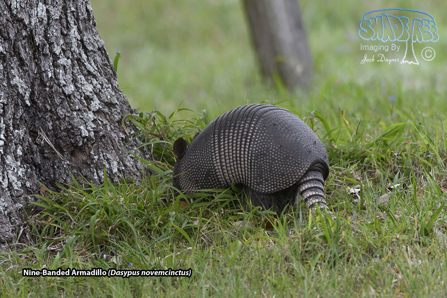 Nine-Banded Armadillo - Dasypus novemcinctus