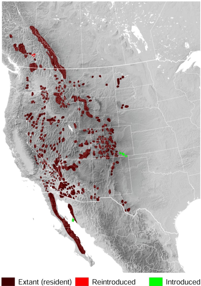Range Map for Bighorn Sheep
