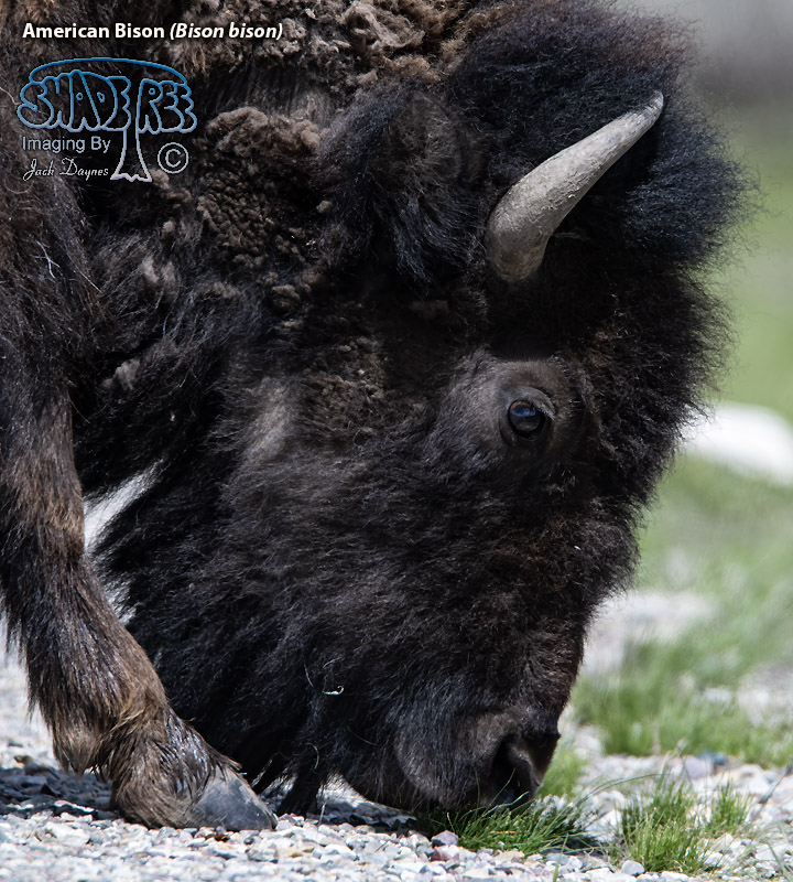 American Bison - Bison bison