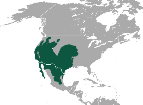 Range Map for Black-Tailed Jackrabbit