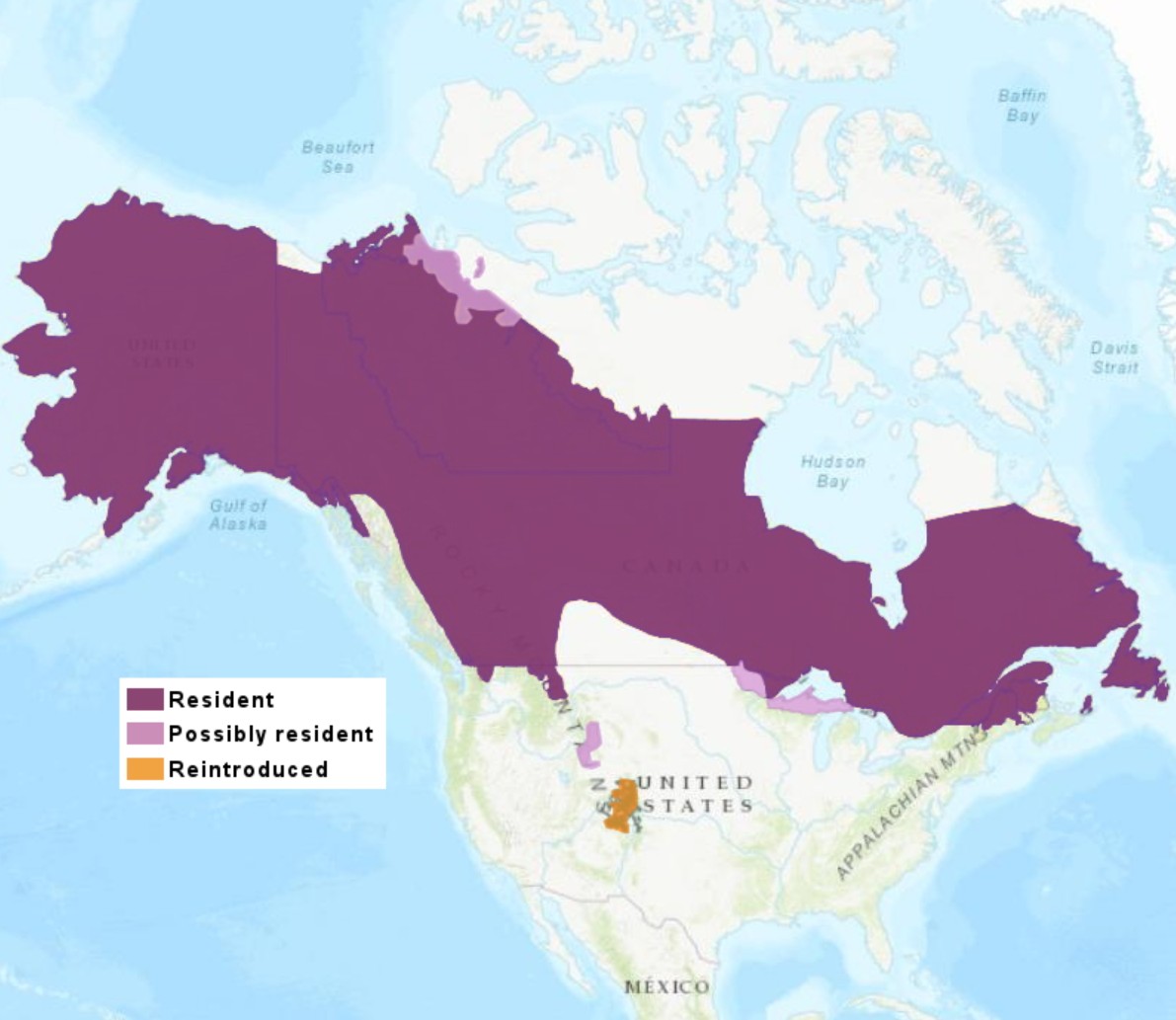 Range Map for Canada Lynx