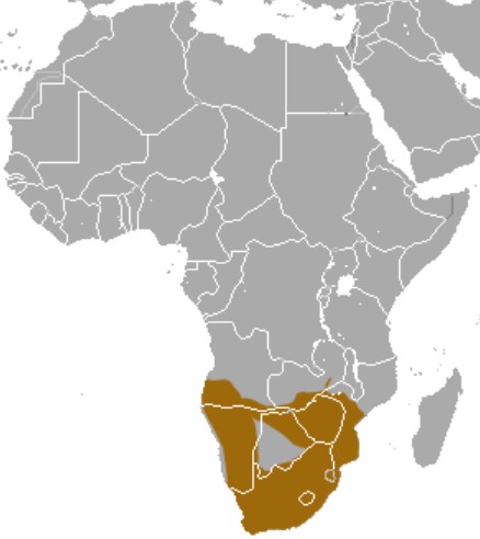 Range Map for Chacma Baboon