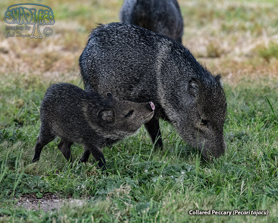 Collared Peccary - Pecari tajacu