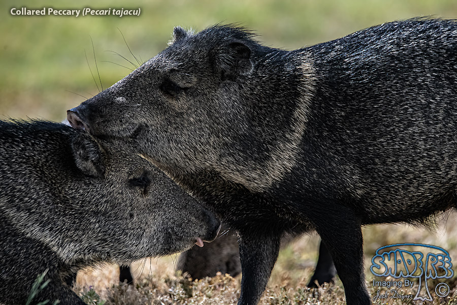 Collared Peccary - Pecari tajacu