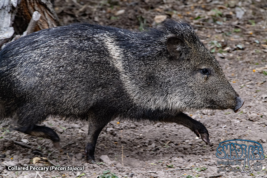 Collared Peccary - Pecari tajacu