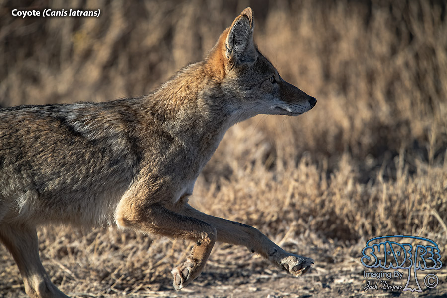 Coyote - Canis latrans