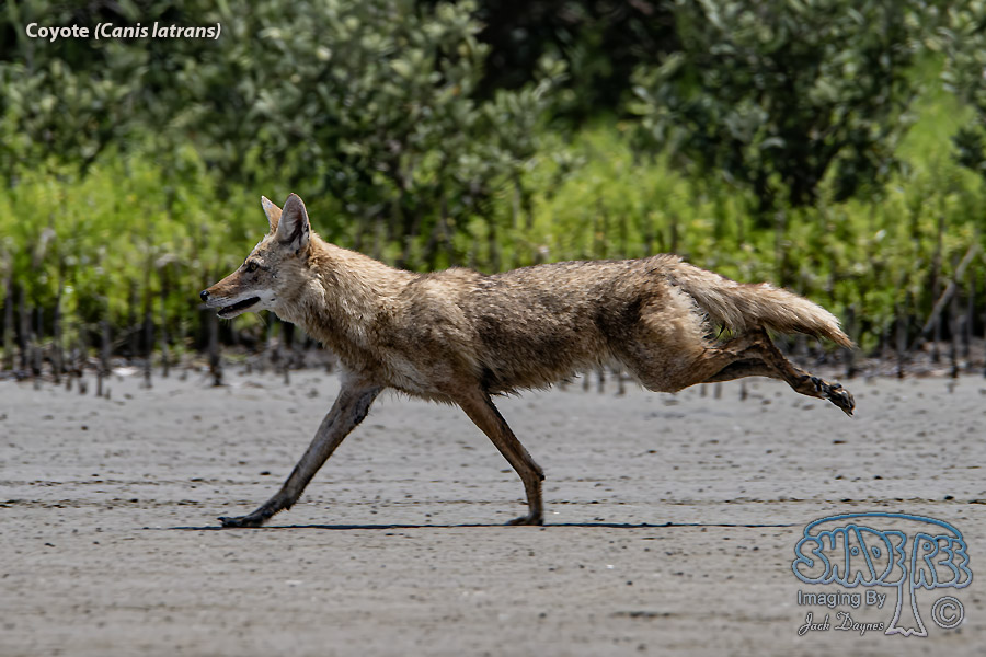 Coyote - Canis latrans