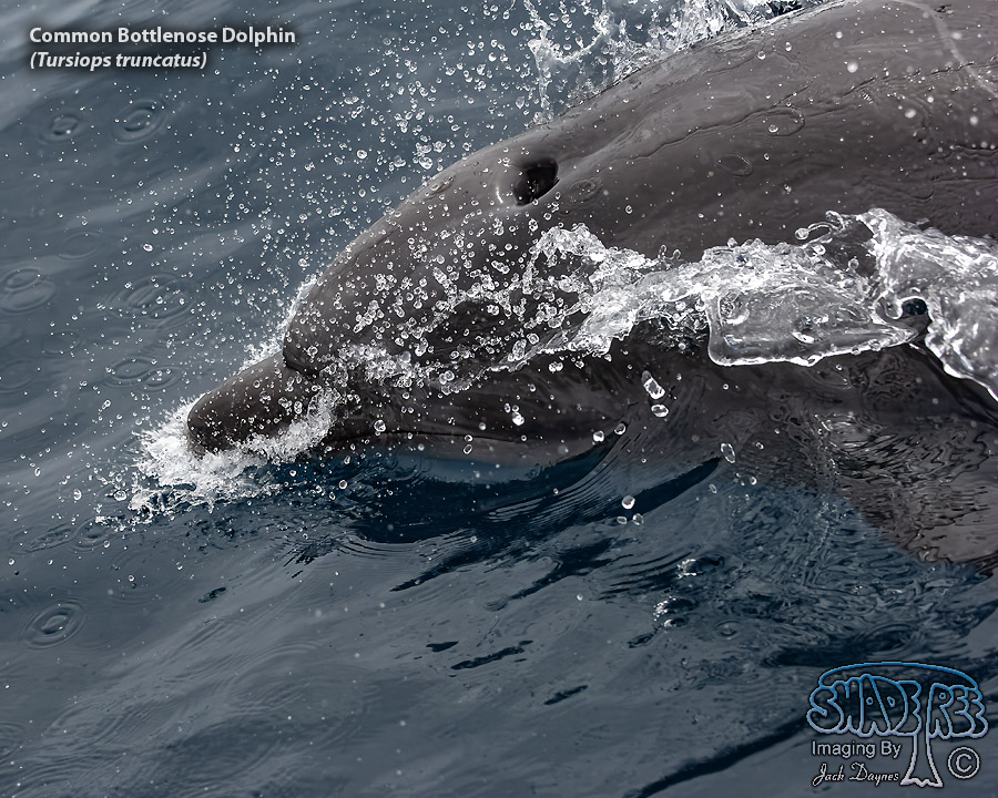 Common Bottlenose Dolphin - Tursiops truncatus