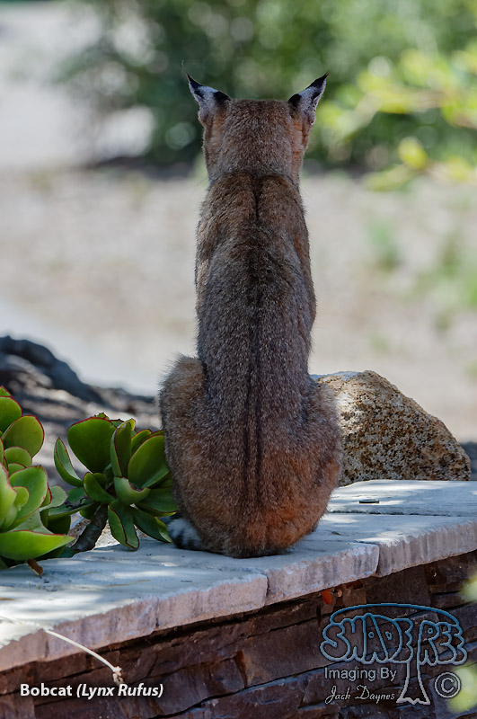 Bobcat - Lynx Rufus