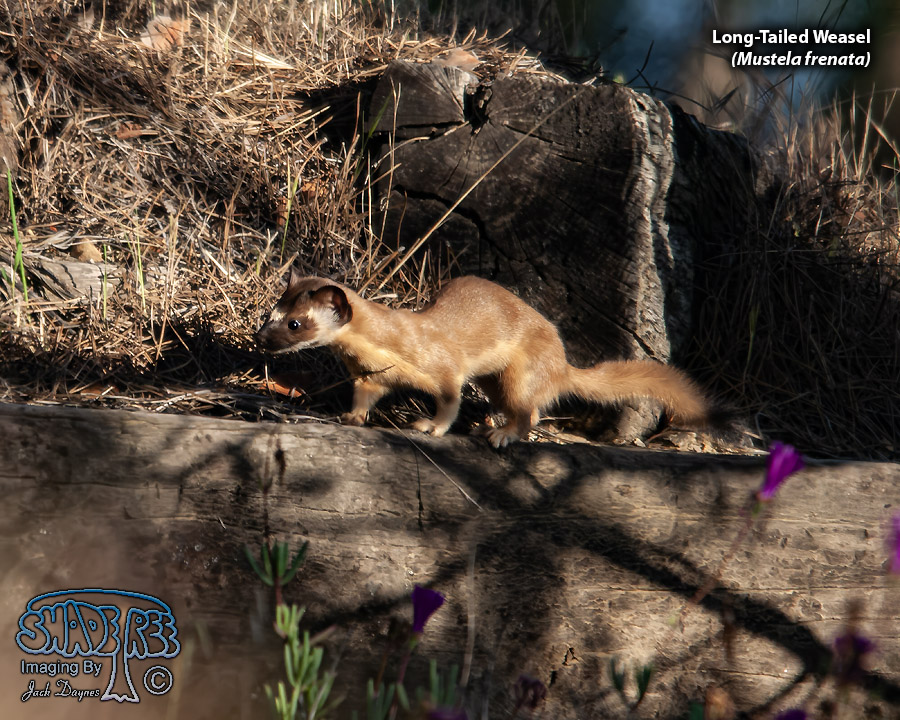 Long-Tailed Weasel - Mustela frenata