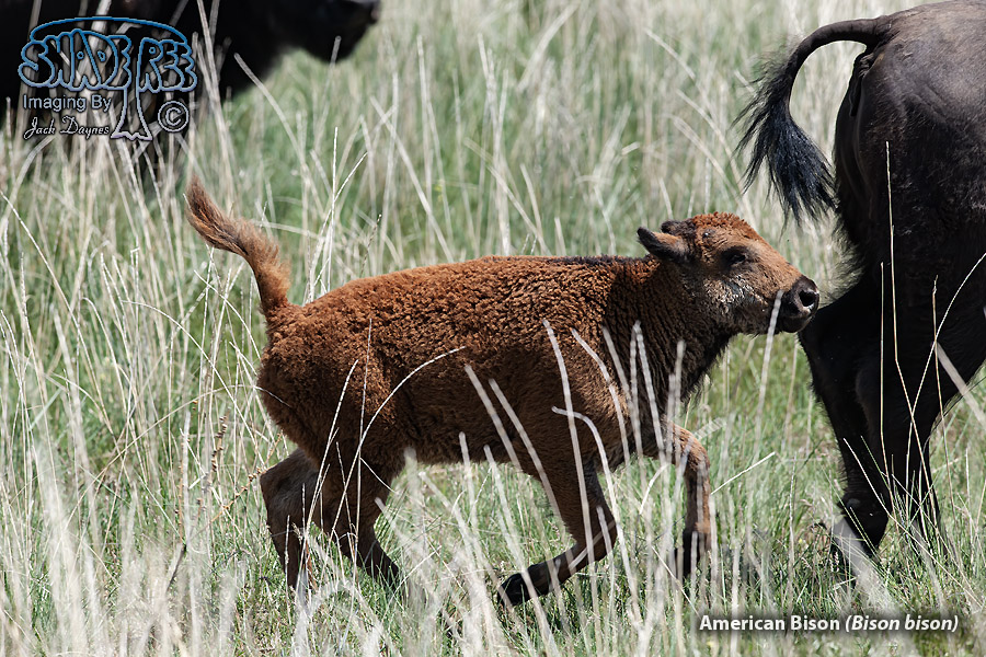 American Bison - Bison bison