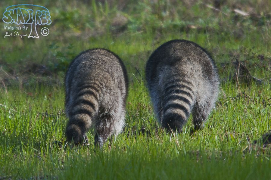 Raccoon - Procyon lotor