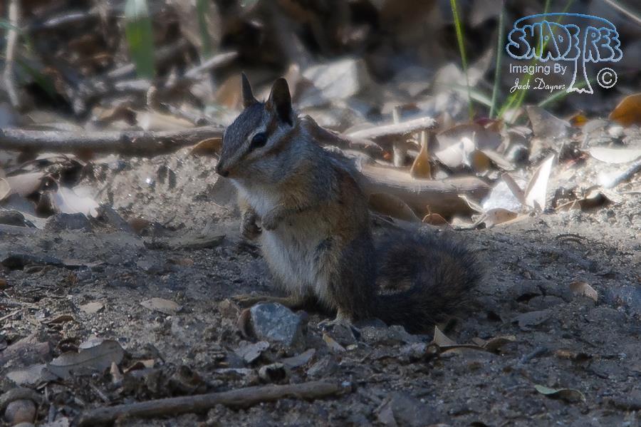 Merriam's Chipmunk - Neotamias merriami
