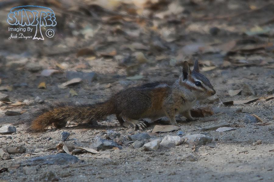Merriam's Chipmunk - Neotamias merriami