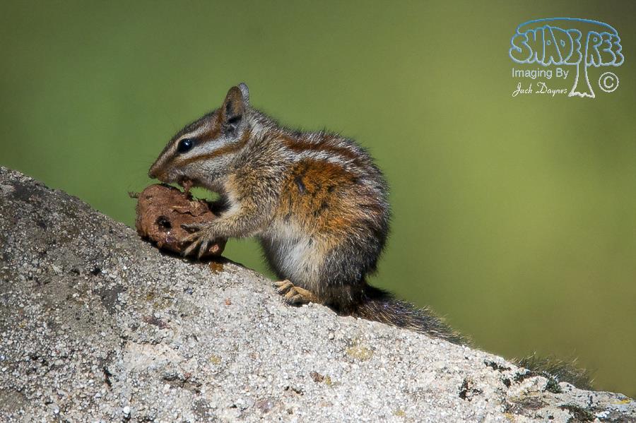 Merriam's Chipmunk - Neotamias merriami