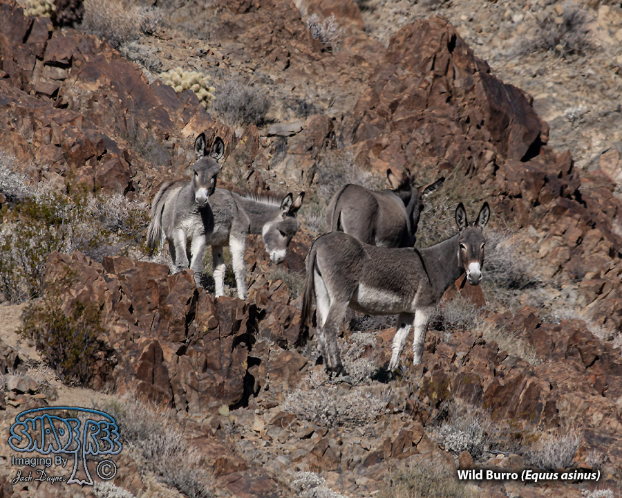 Wild Burro - Equus asinus