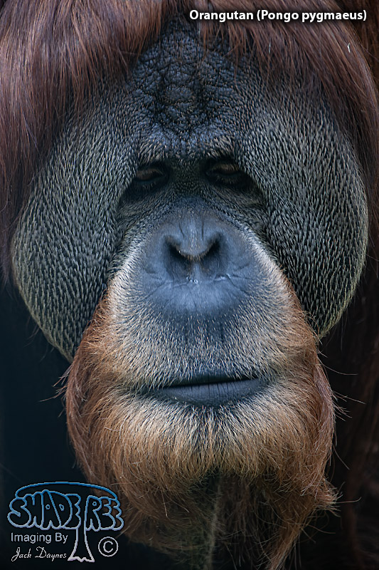 Orangutan - Pongo pygmaeus