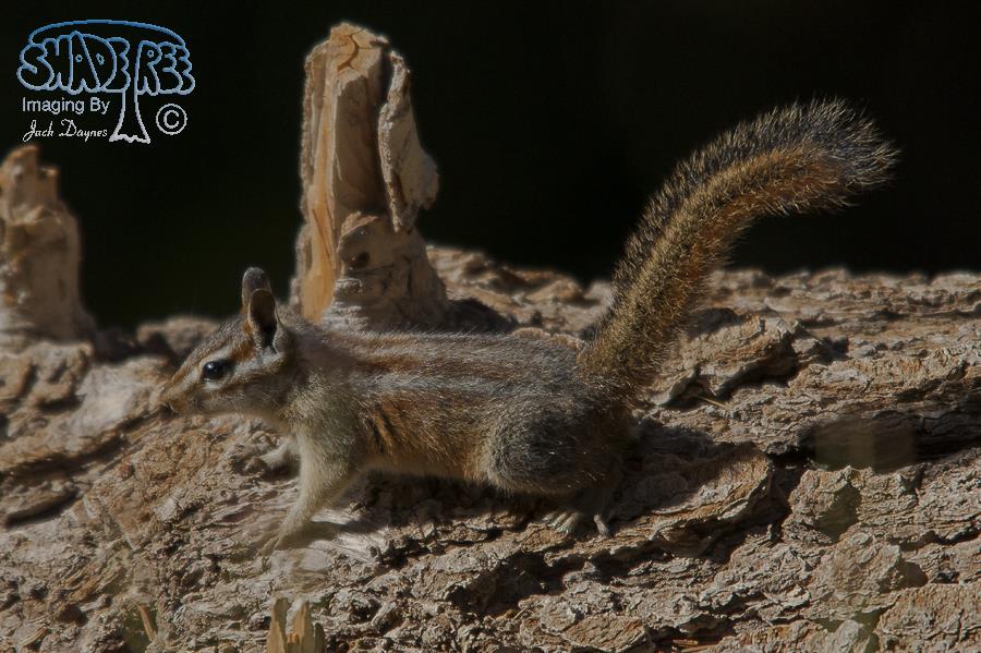 Merriam's Chipmunk - Neotamias merriami