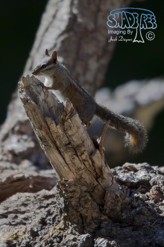 Merriam's Chipmunk - Neotamias merriami