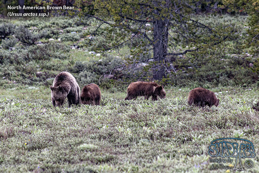 North American Brown Bear - Ursus arctos ssp.