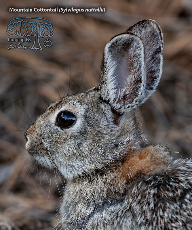 Mountain Cottontail - Sylvilagus nuttallii