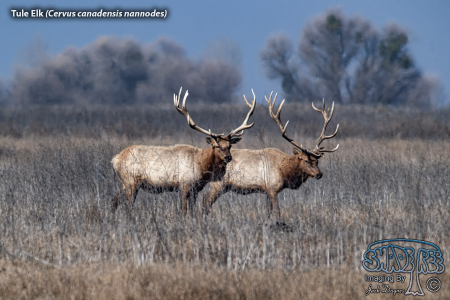 Tule Elk - Cervus canadensis nannodes