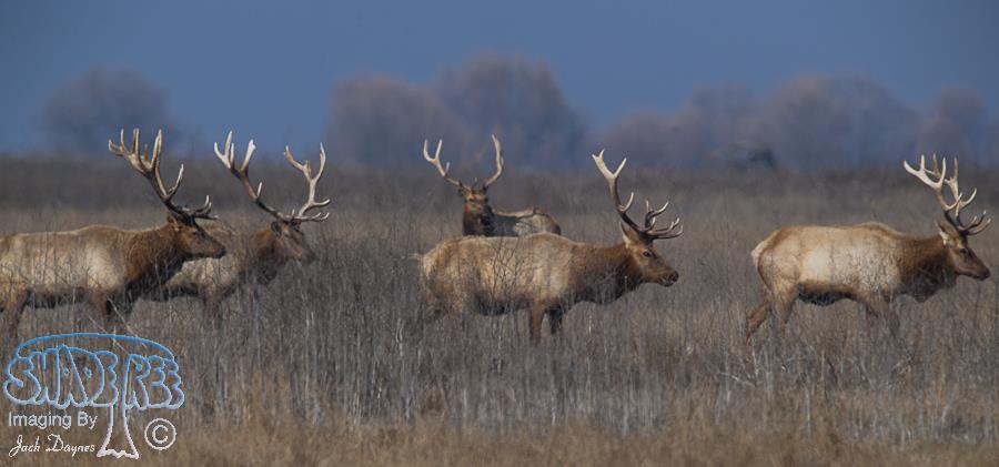 Tule Elk - Cervus canadensis nannodes
