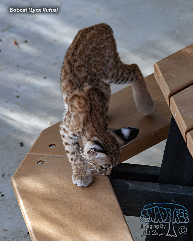 Bobcat - Lynx Rufus