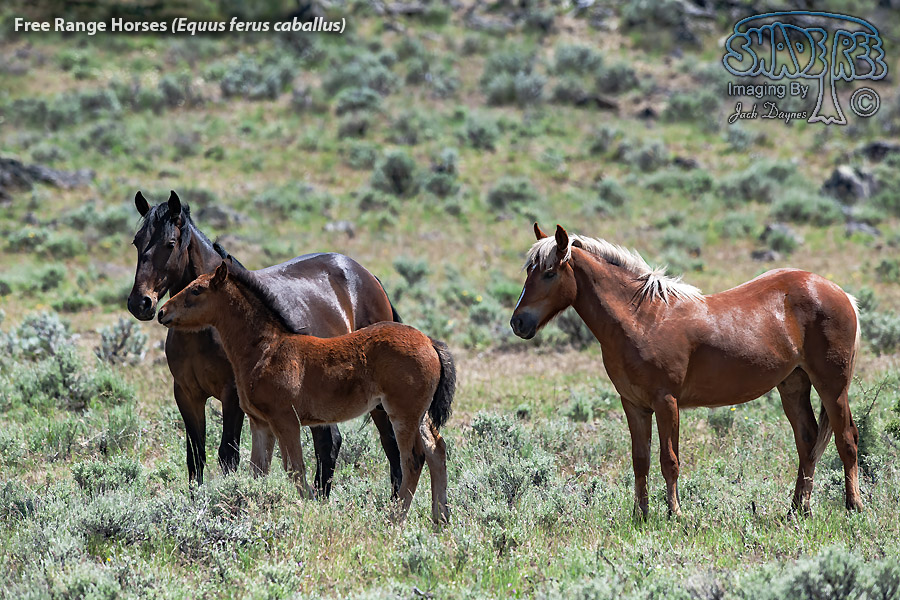 Horse - Equus ferus caballus
