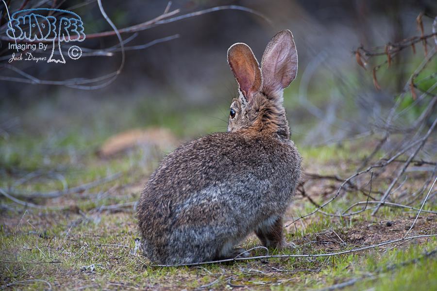 Brush Rabbit - Sylvilagus bachmani