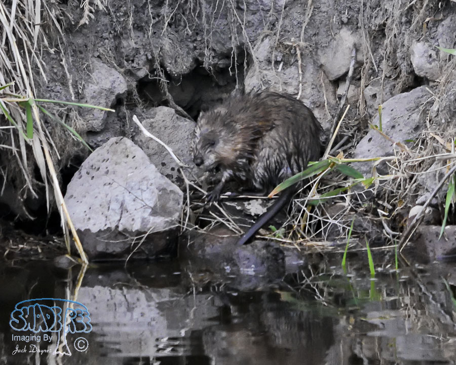 Muskrat - Ondatra zibethicus