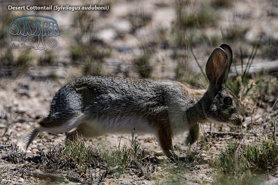 Desert Cottontail - Sylvilagus audubonii