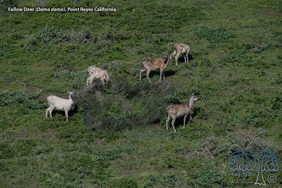 Fallow Deer - Dama dama