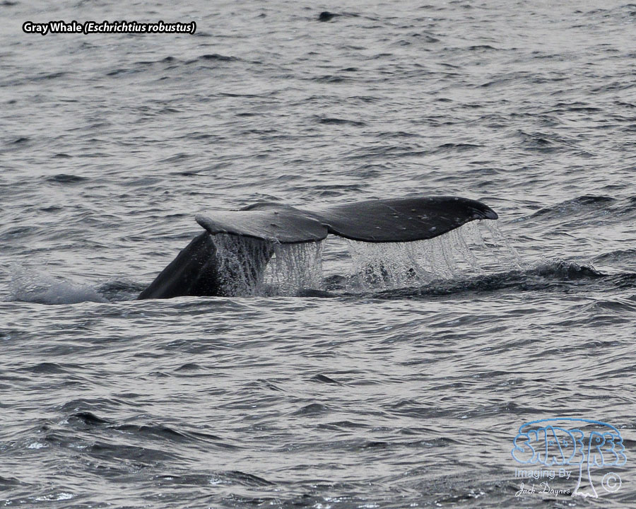 Gray Whale - Eschrichtius robustus