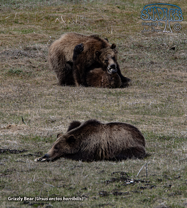 Grizzly Bear - Ursus arctos horribilis