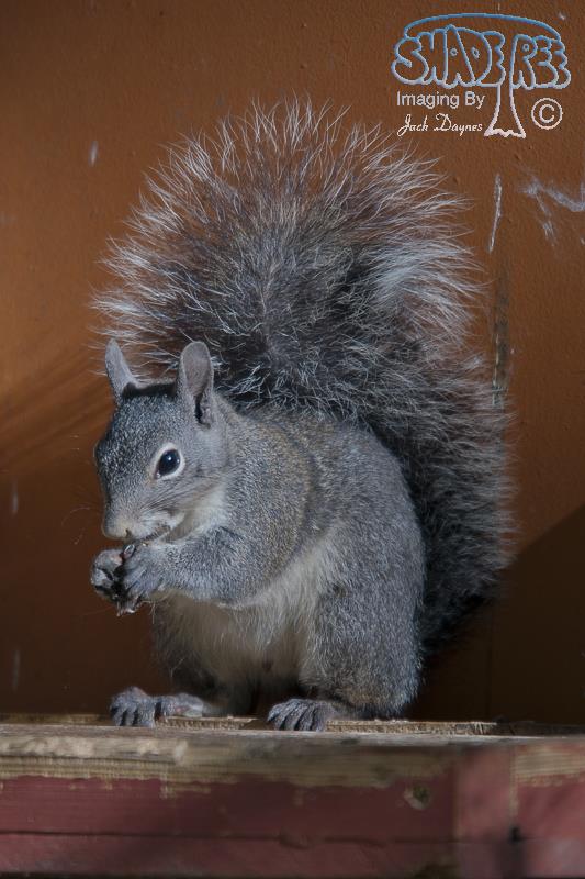 Western Gray Squirrel - Sciurus griseus