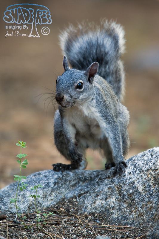Western Gray Squirrel - Sciurus griseus