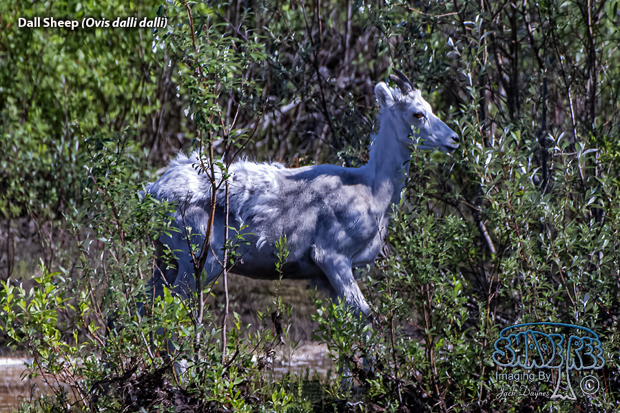 Dall Sheep - Ovis dalli dalli