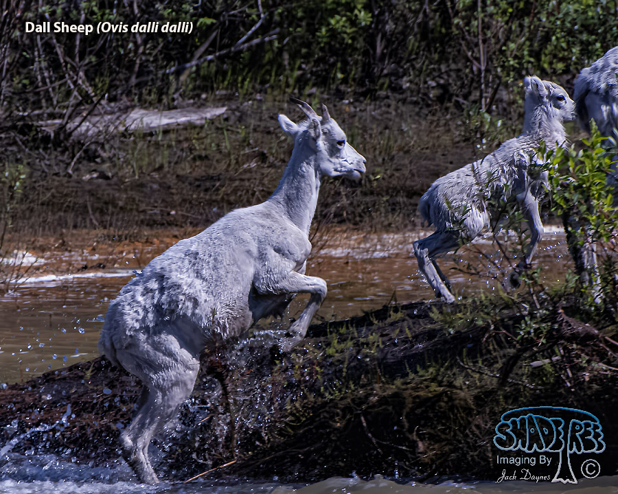 Dall Sheep - Ovis dalli dalli