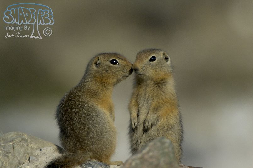 Arctic Ground Squirrel - Spermophilus parryii