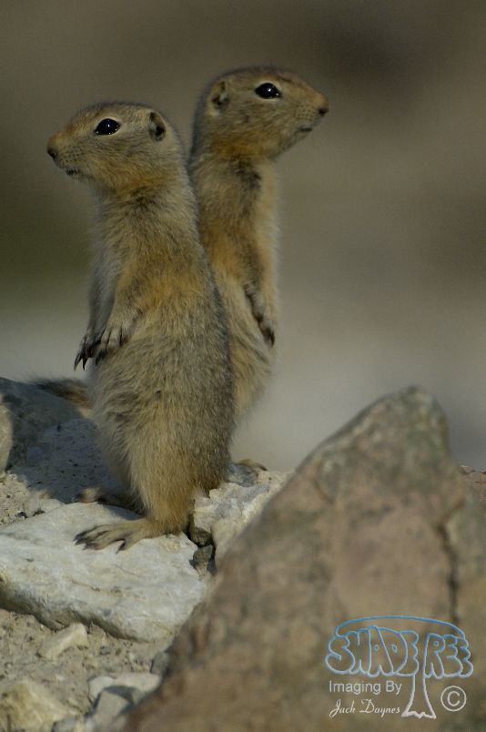 Arctic Ground Squirrel - Spermophilus parryii