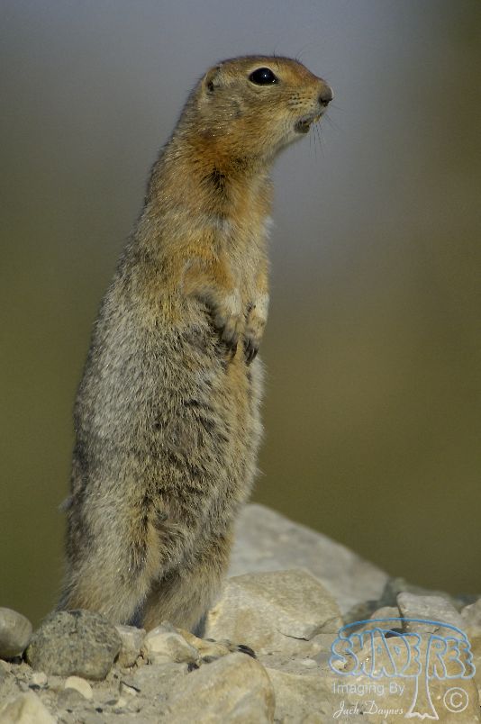 Arctic Ground Squirrel - Spermophilus parryii