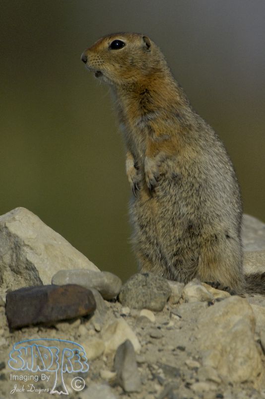 Arctic Ground Squirrel - Spermophilus parryii