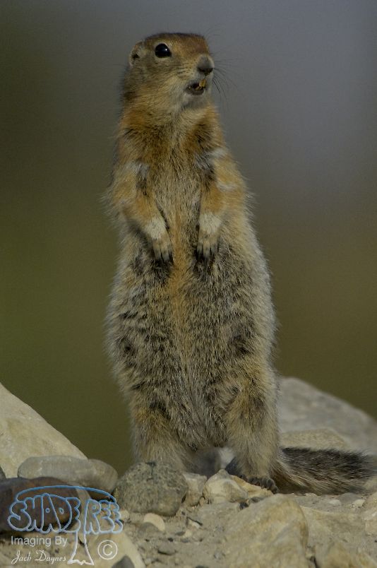 Arctic Ground Squirrel - Spermophilus parryii